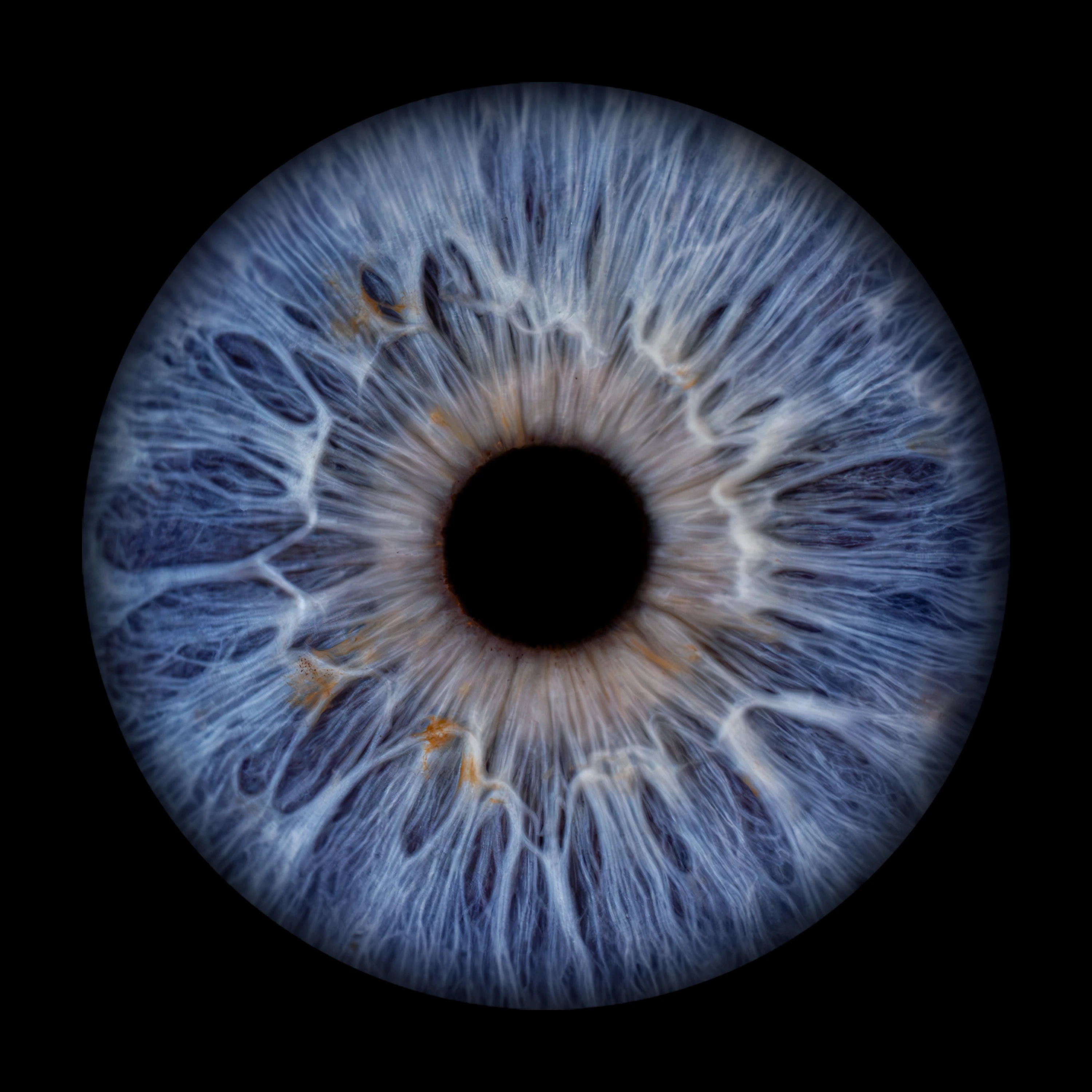 Blue Iris