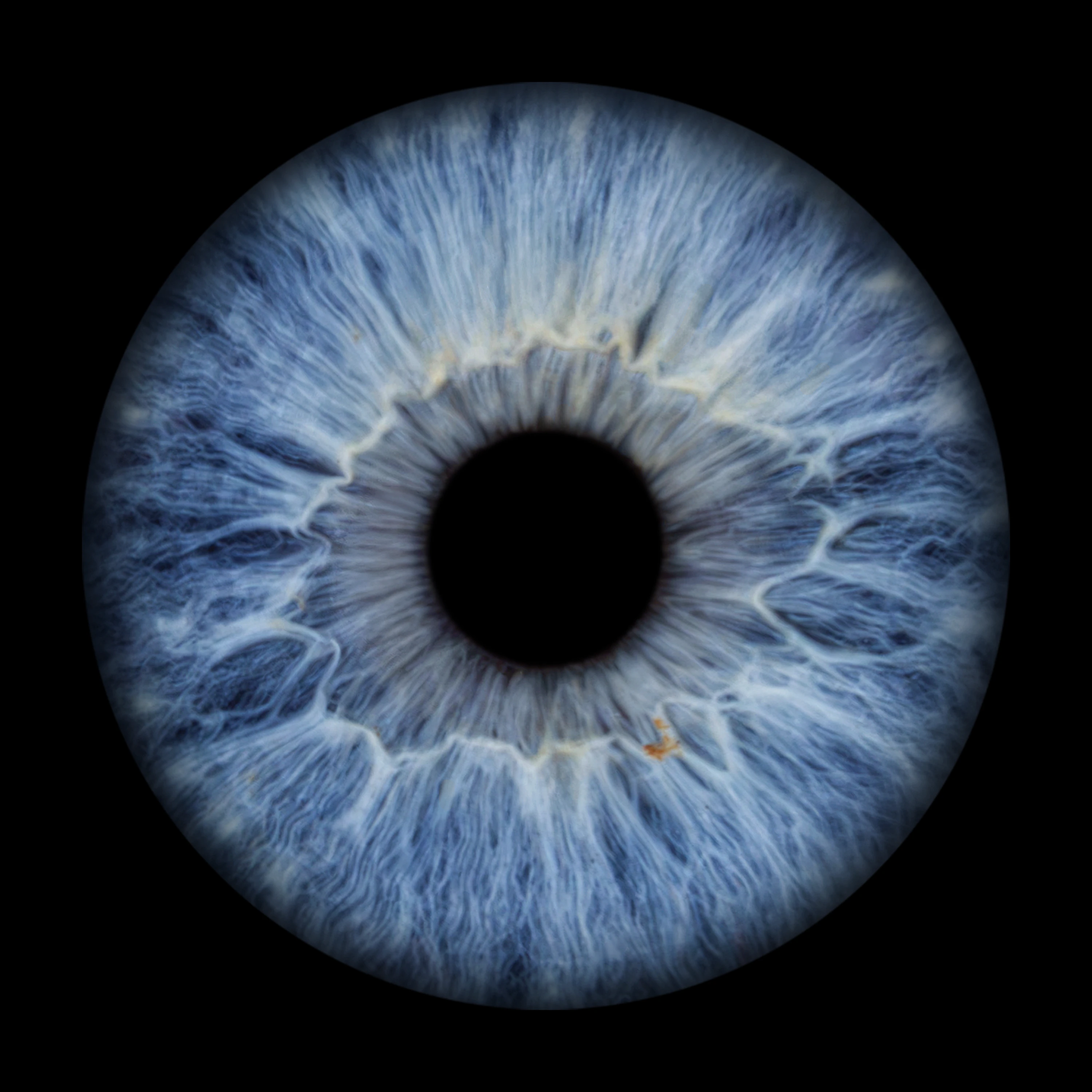 Blue Iris