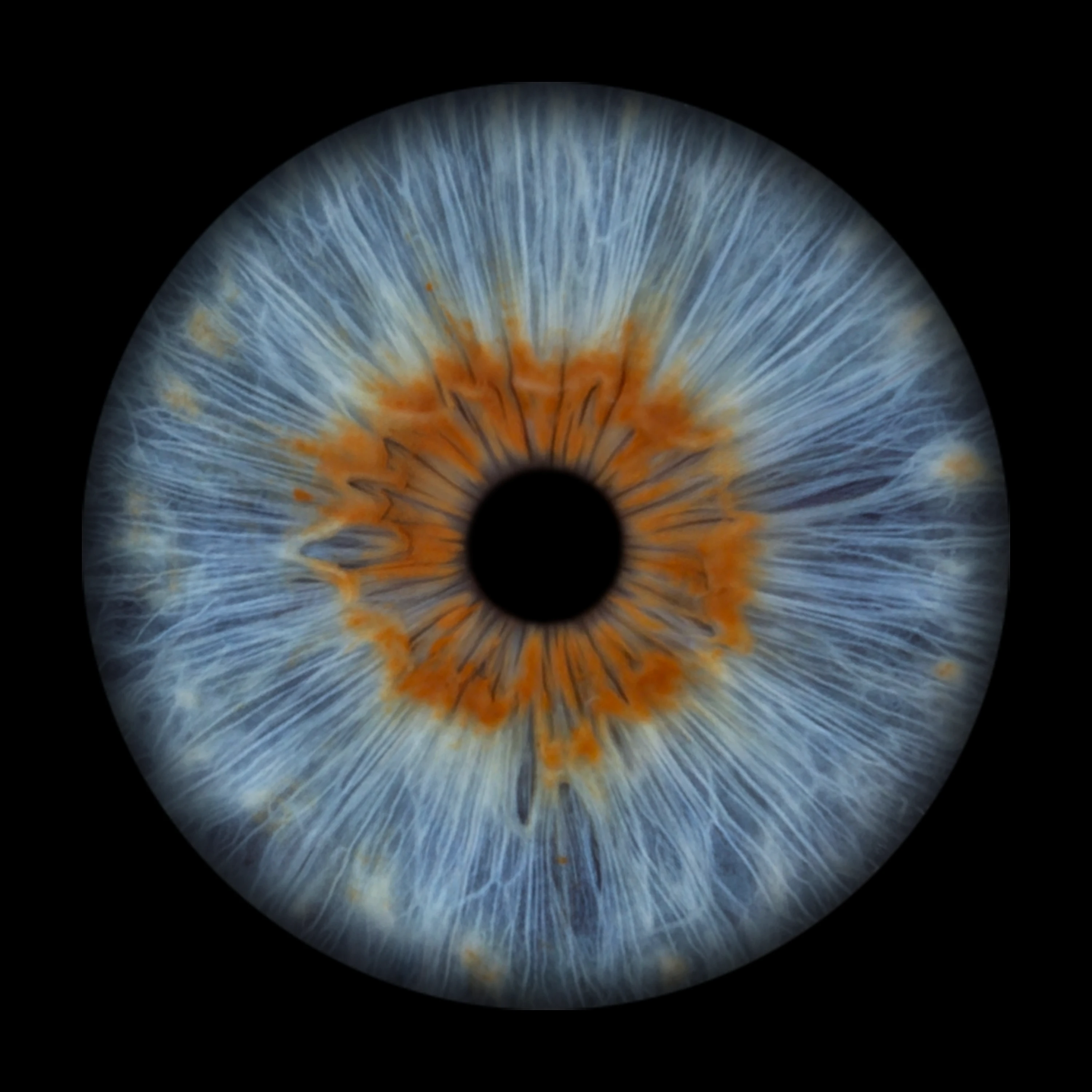 Blue Iris
