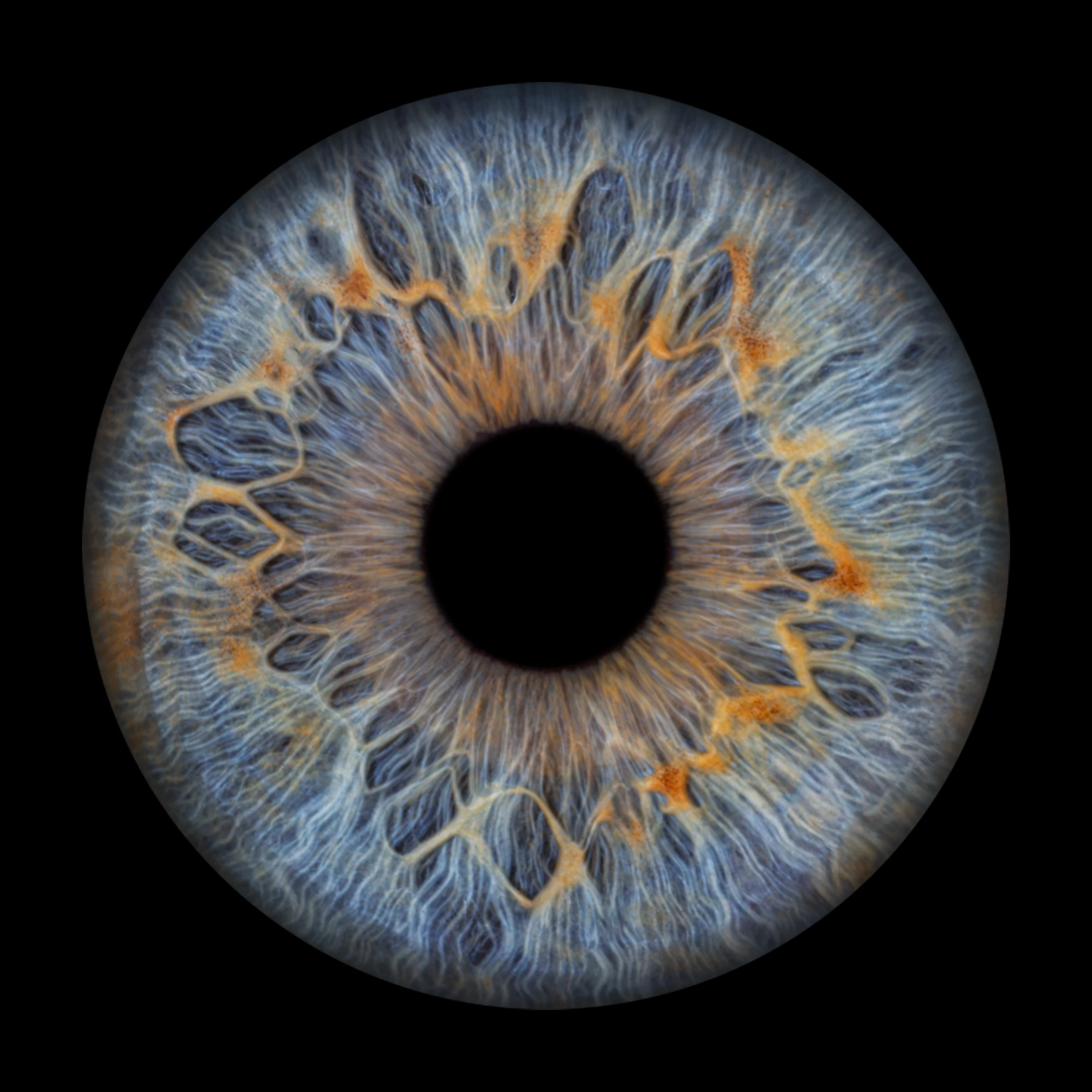 Blue Iris