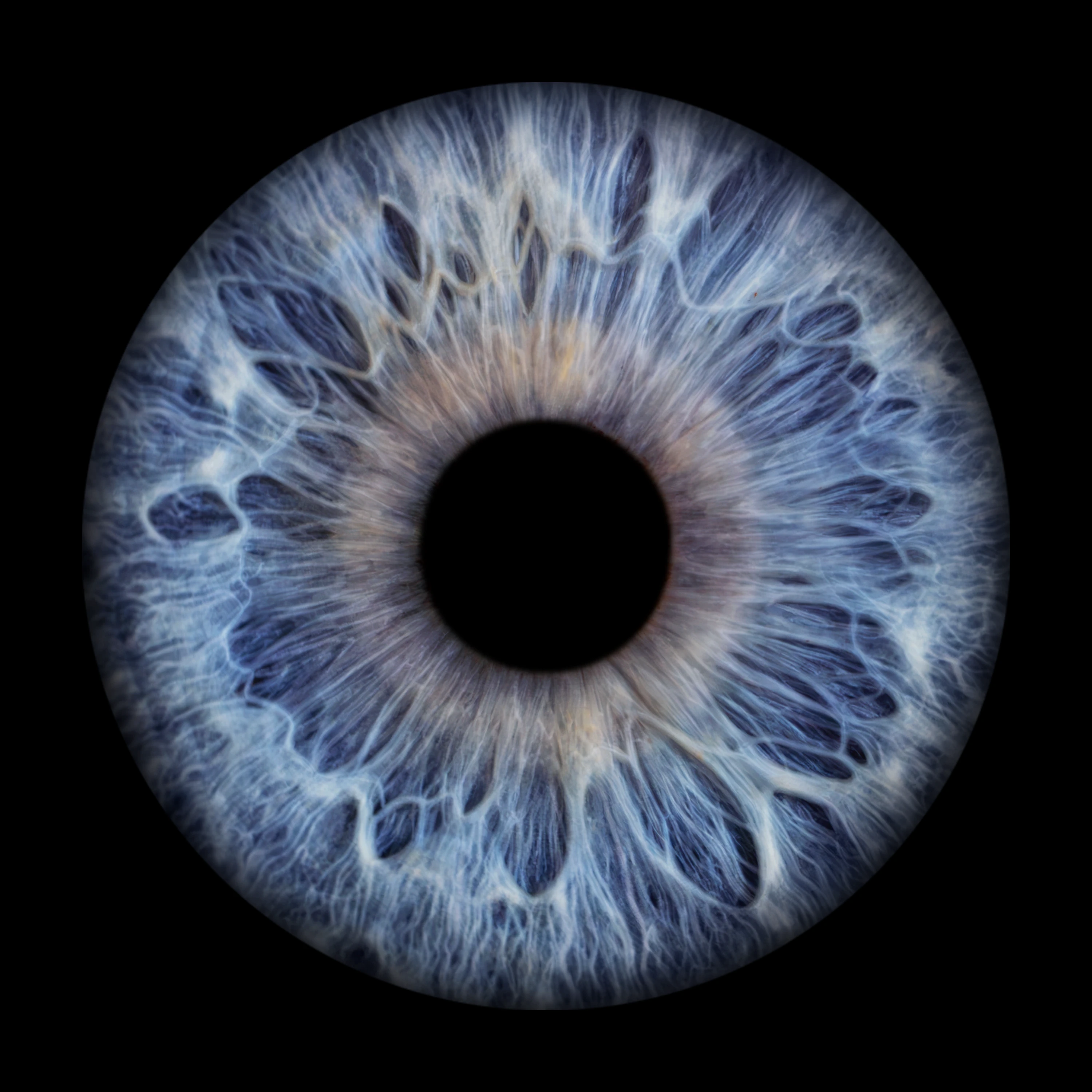 Blue Iris