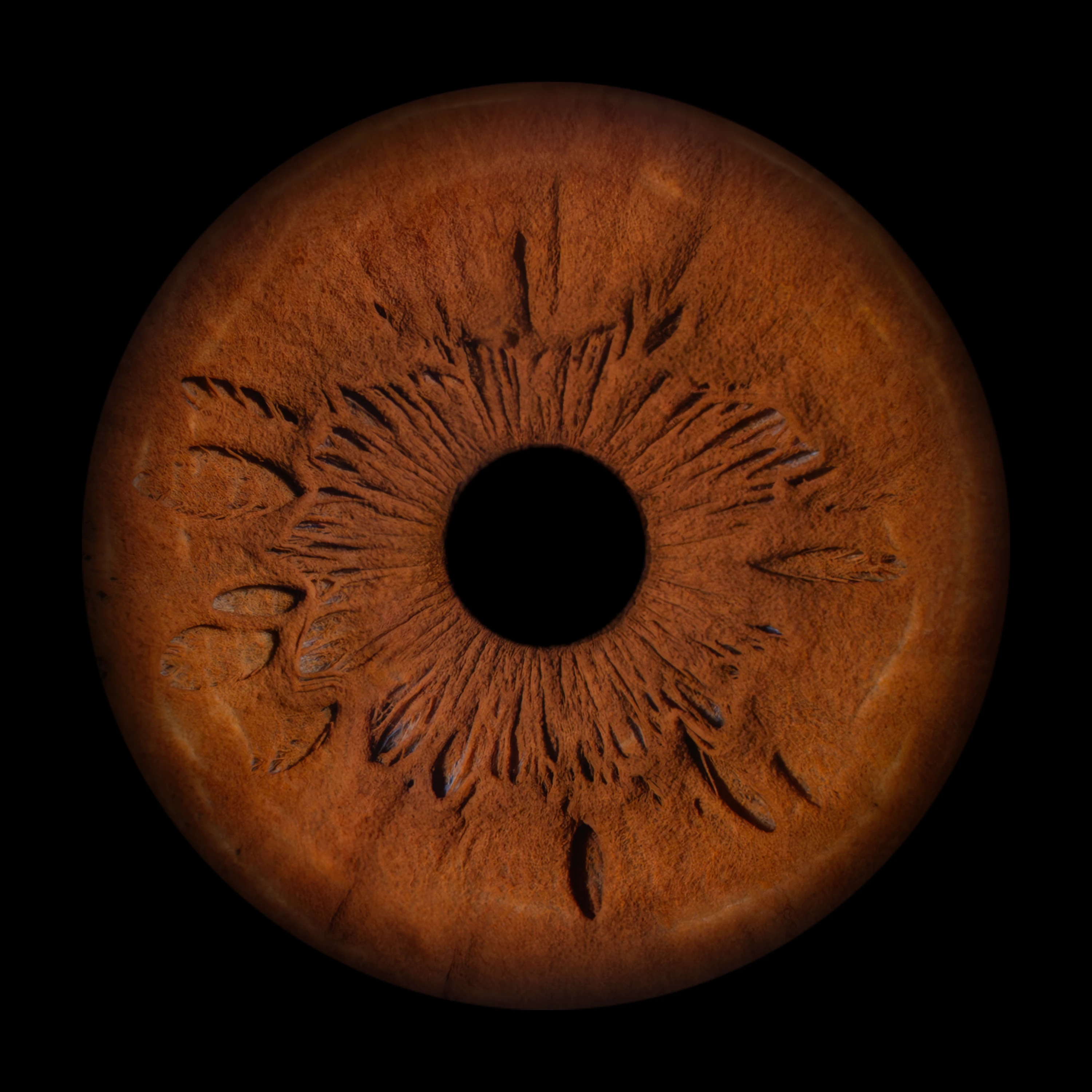 Brown Iris