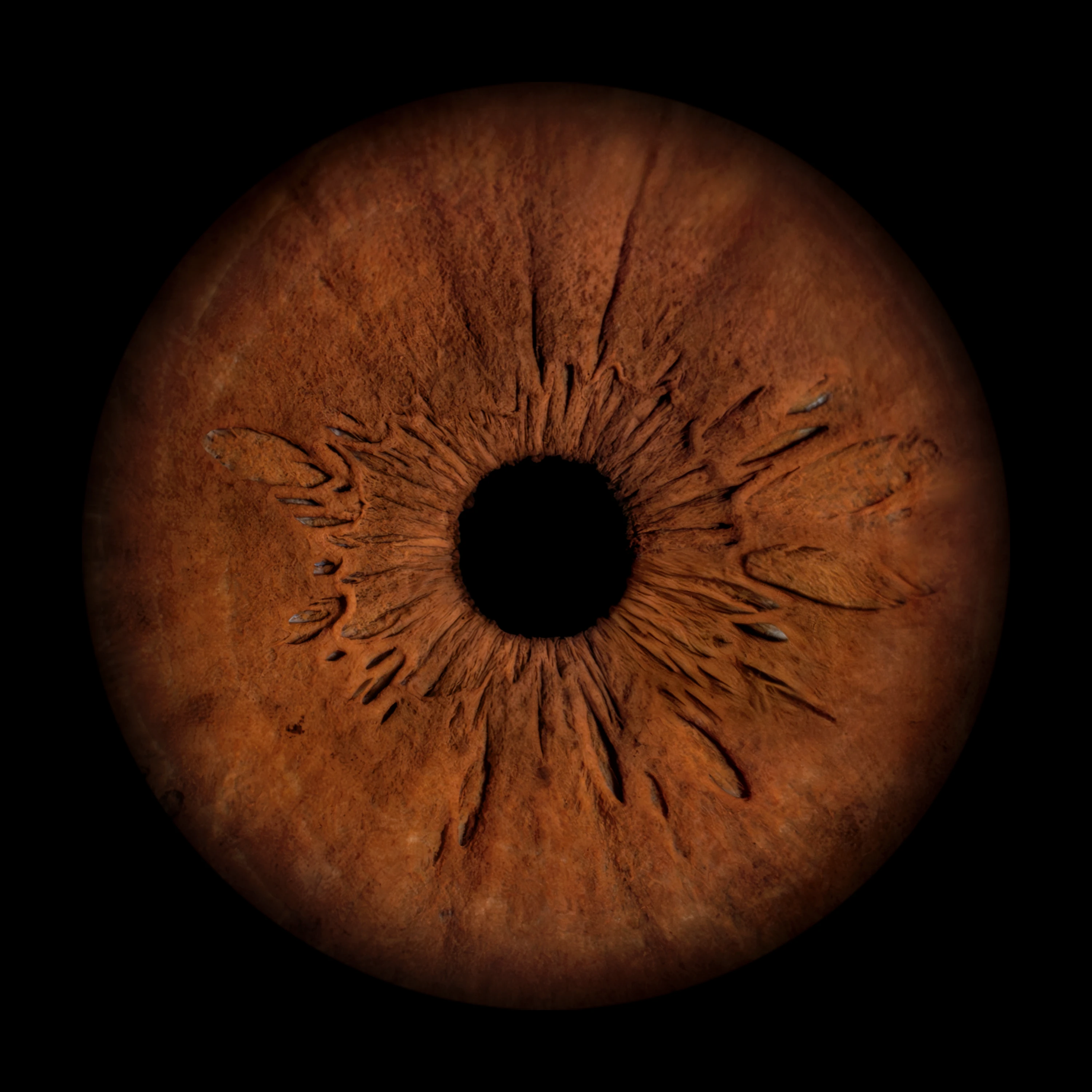 Brown Iris