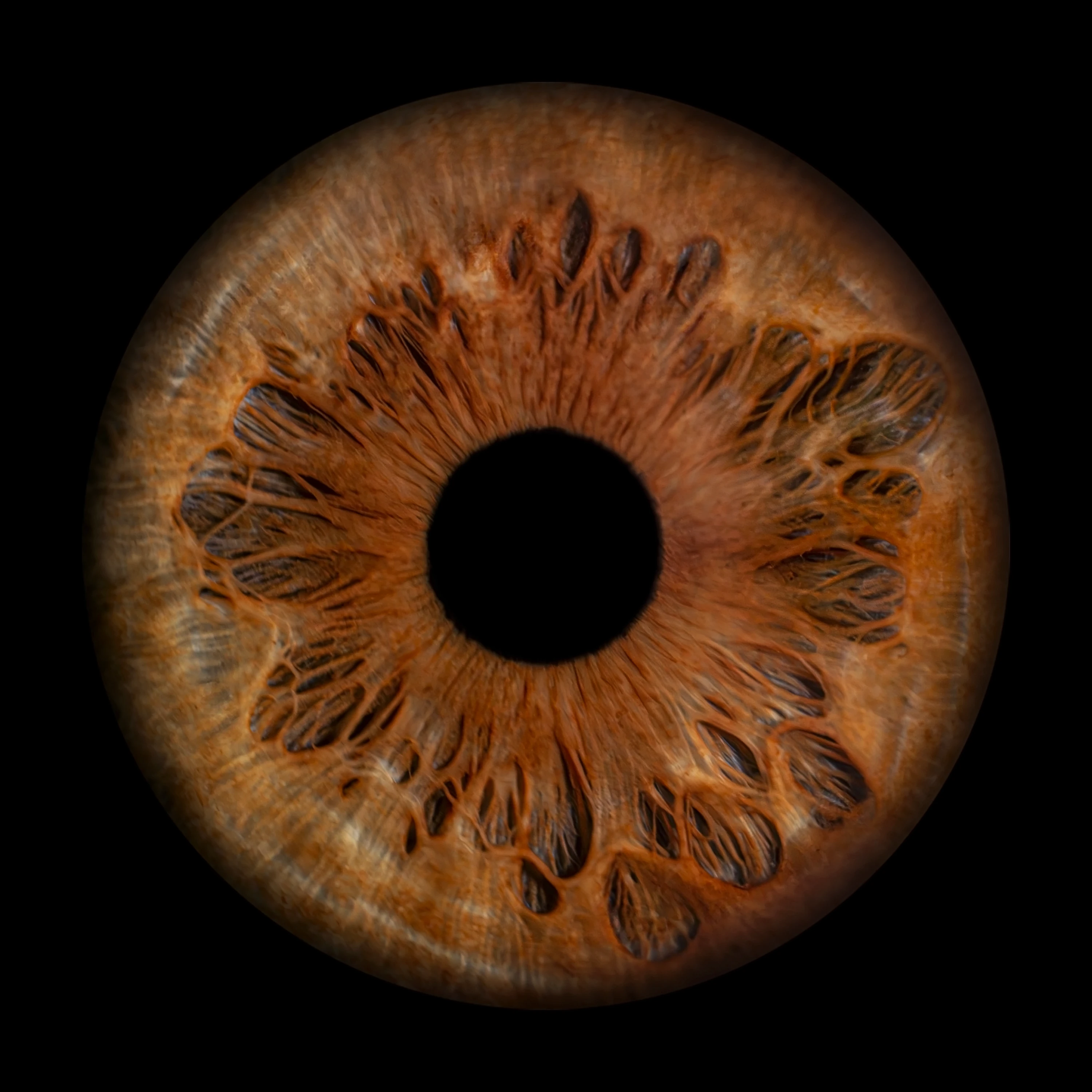 Brown Iris