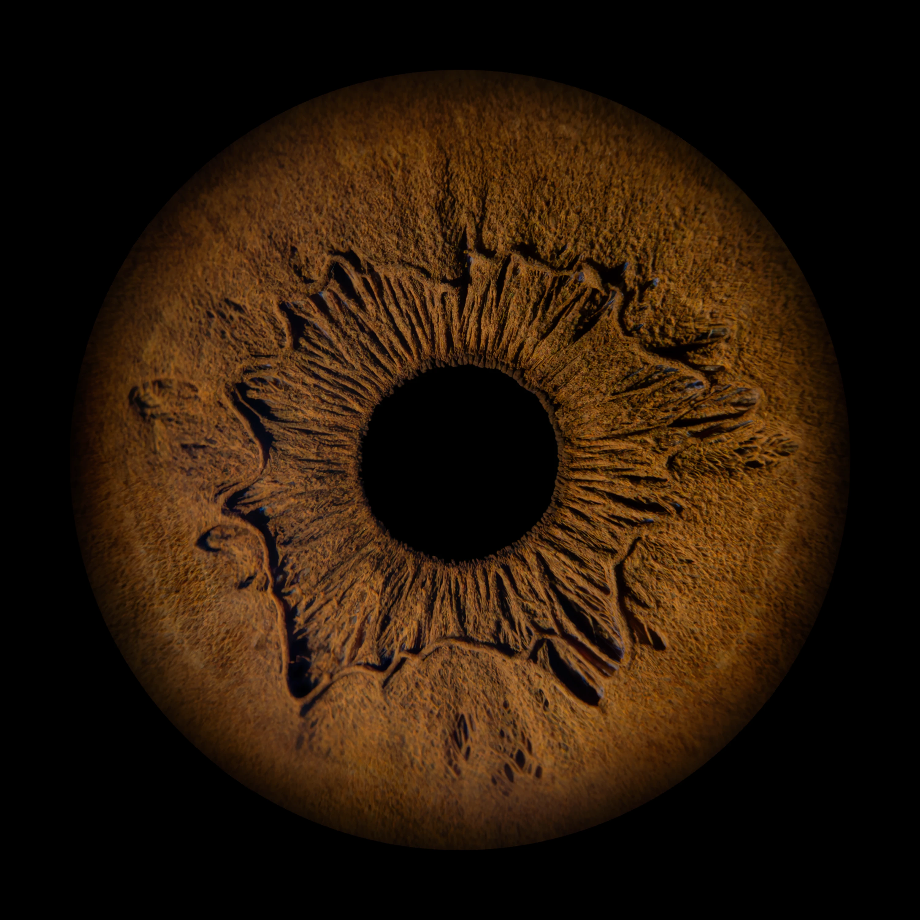 Brown Iris
