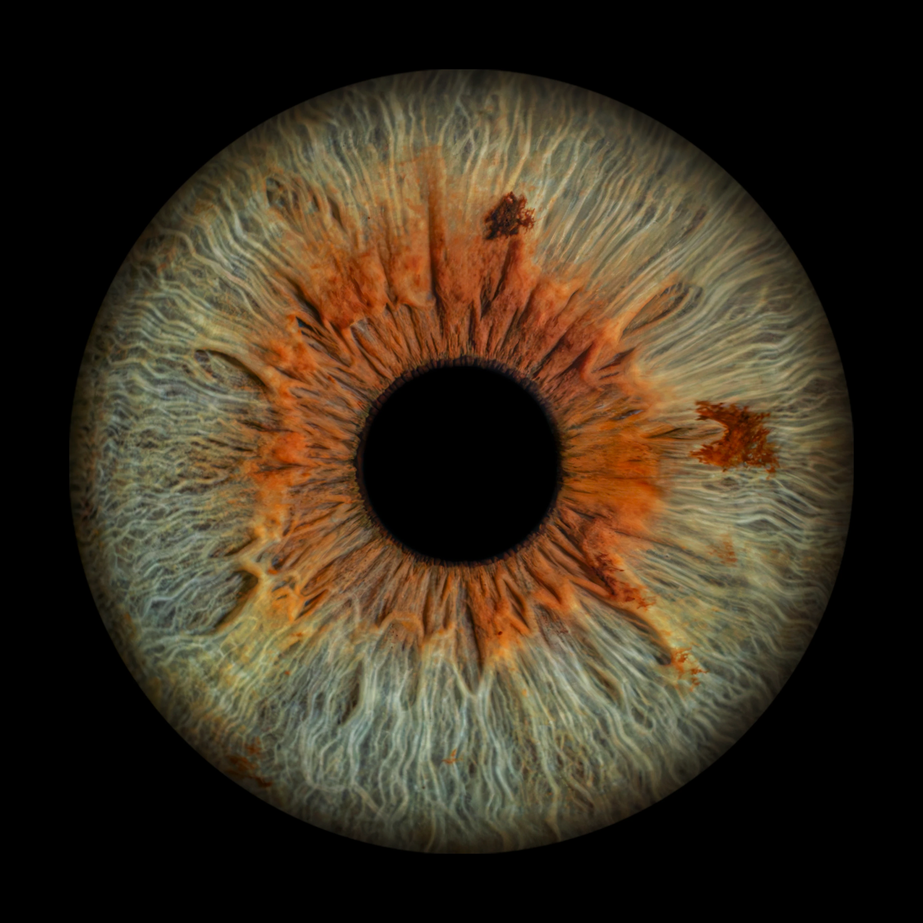 Green Iris