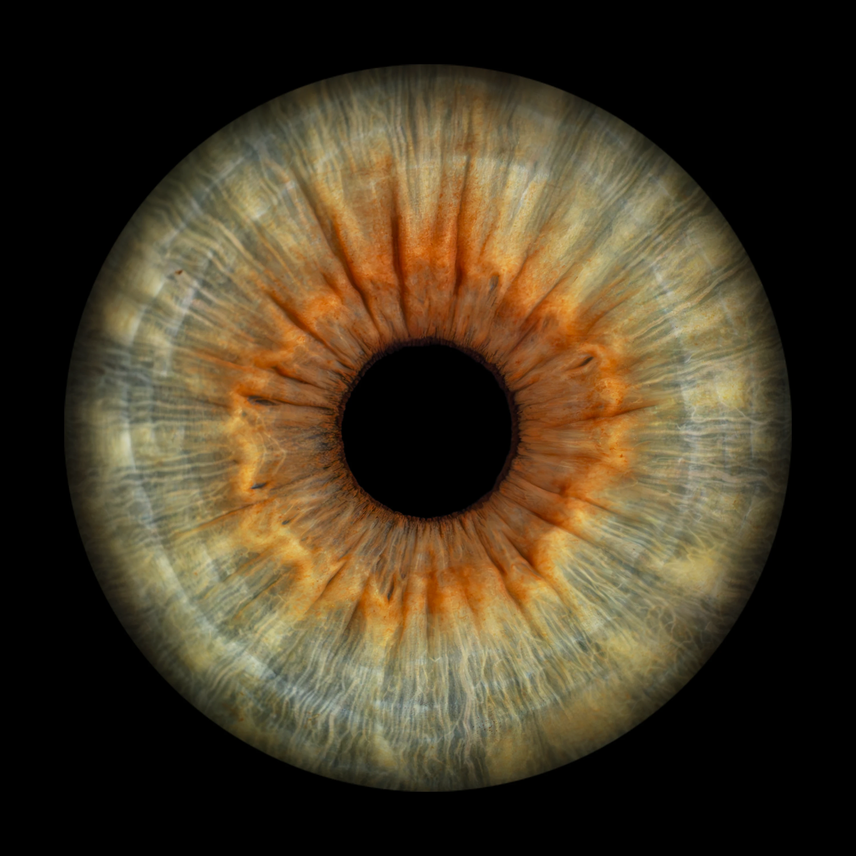 Green Iris