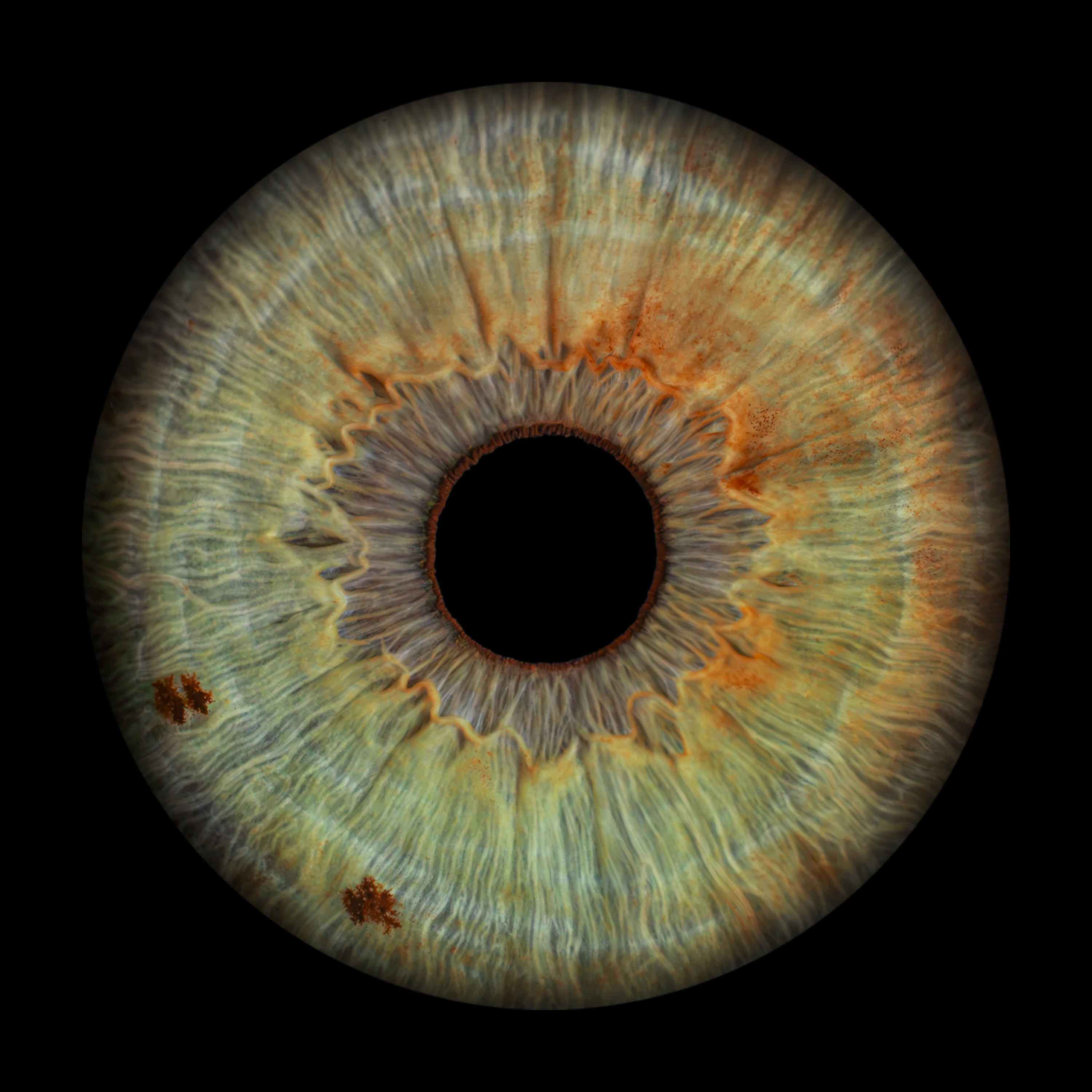Green Iris