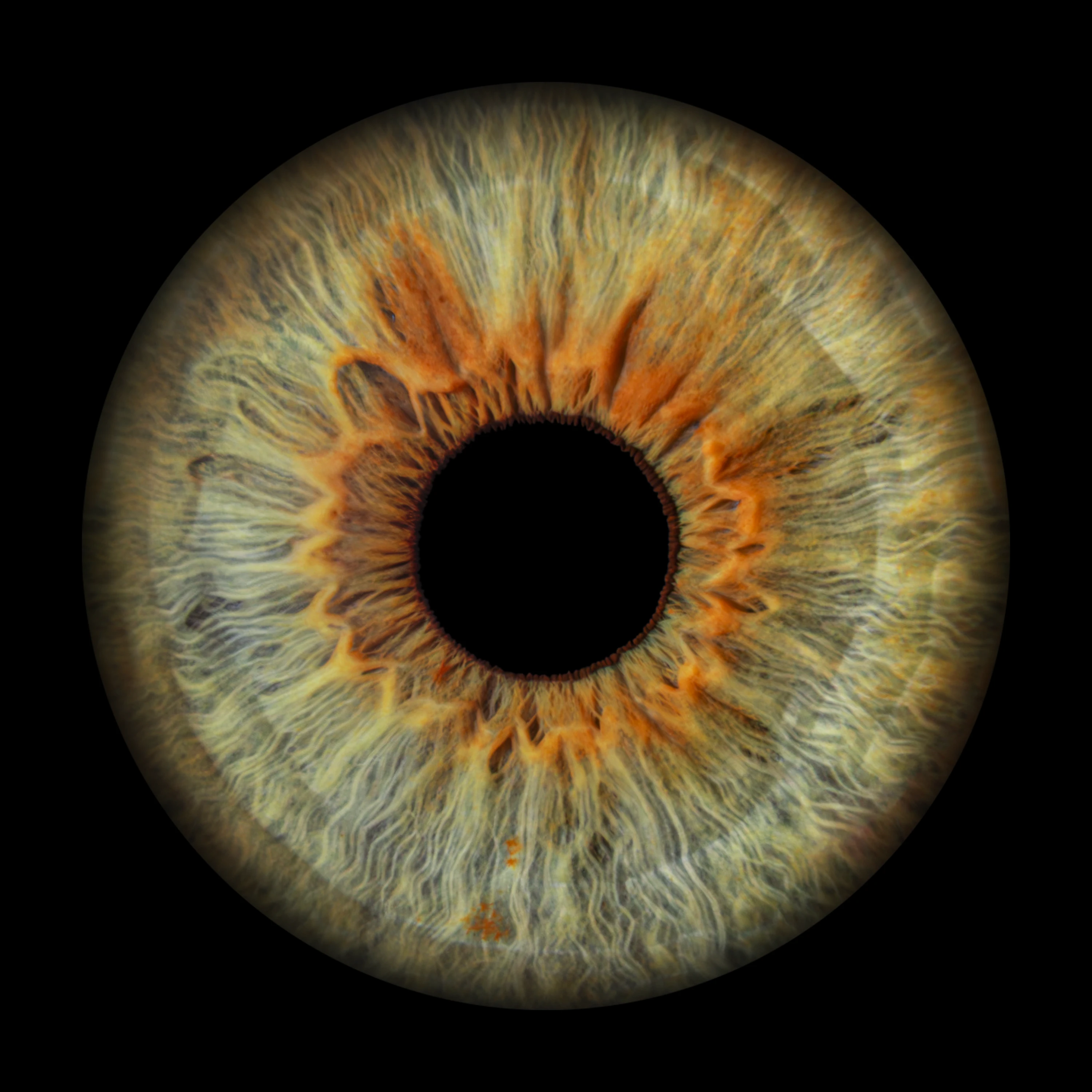 Green Iris