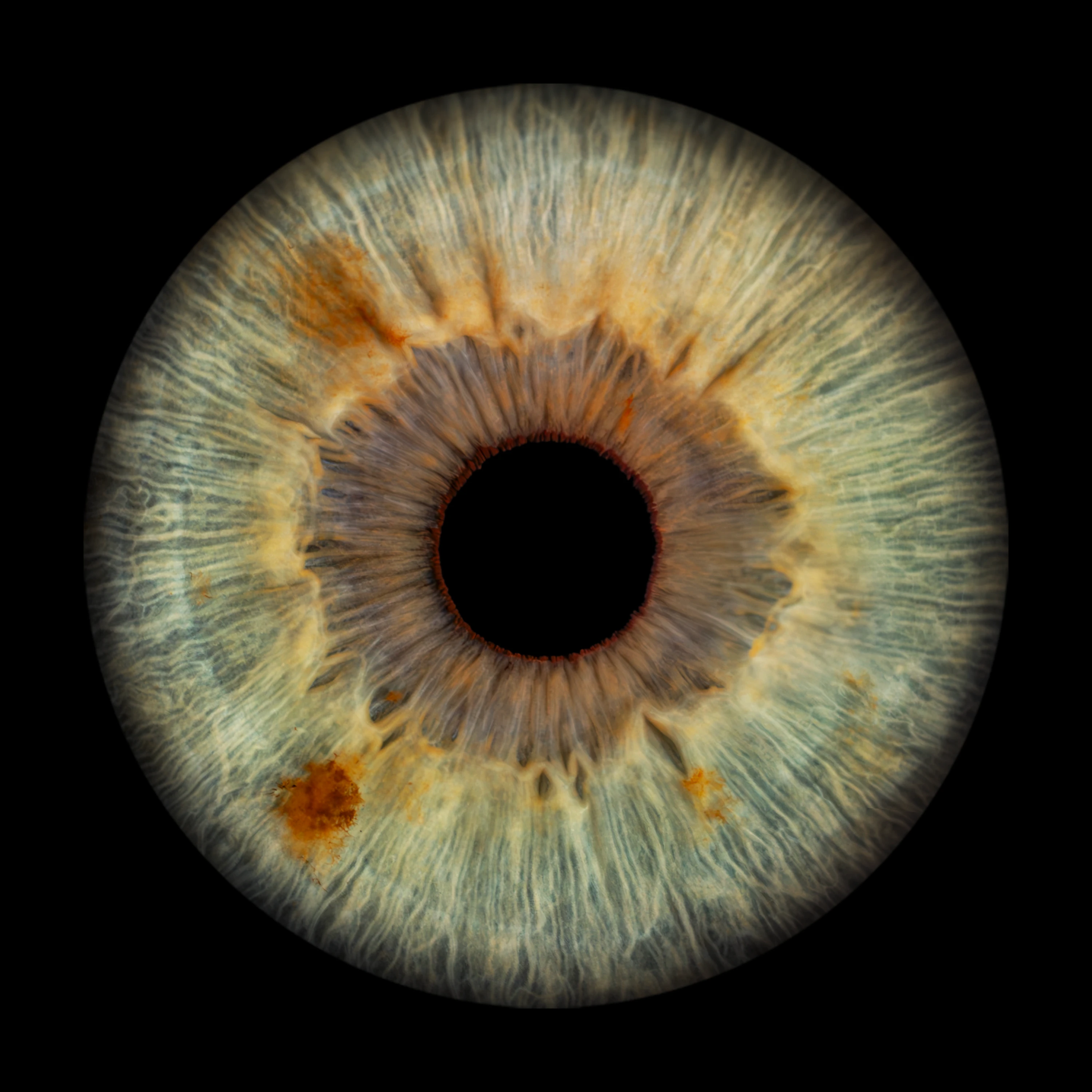 Green Iris