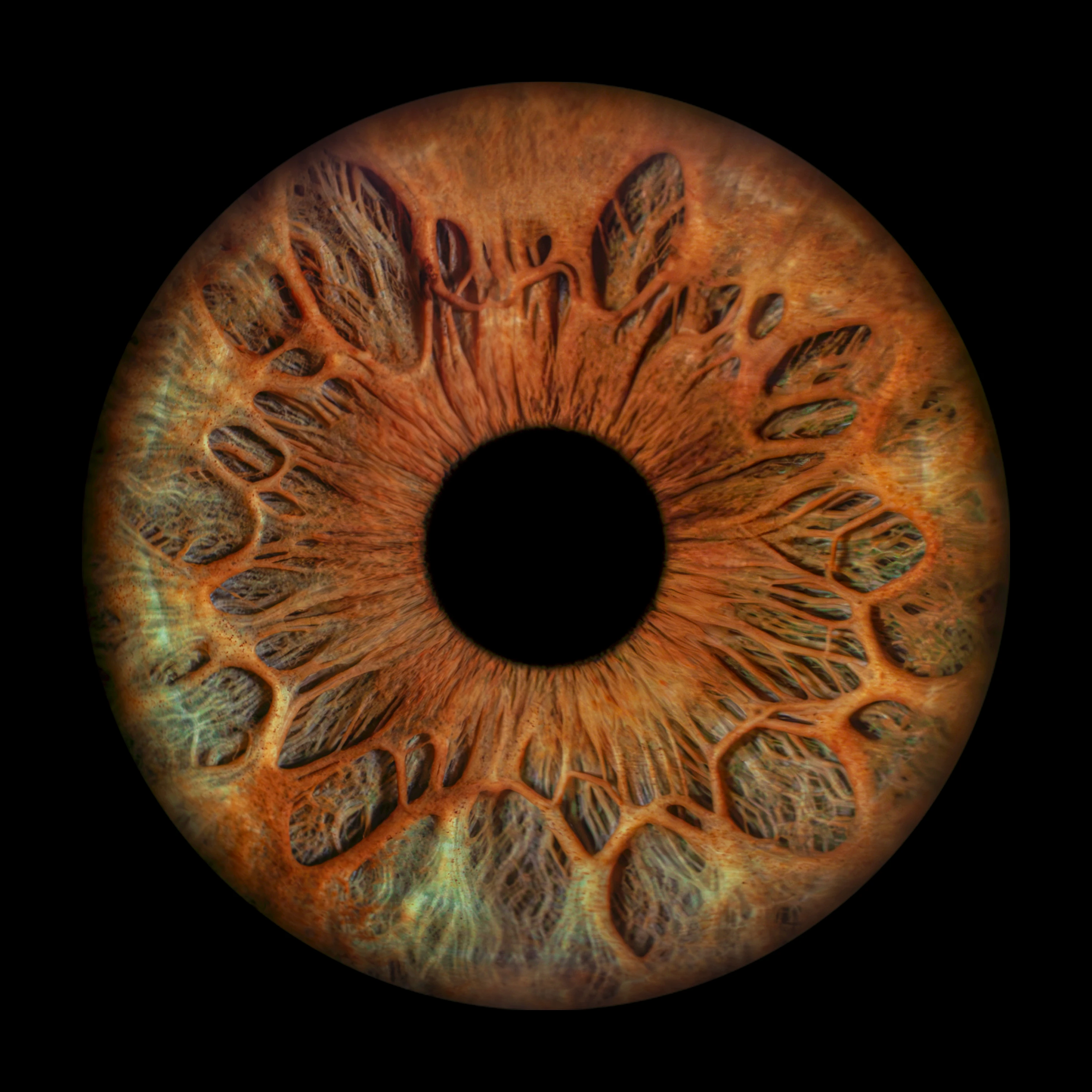 Hazel Iris