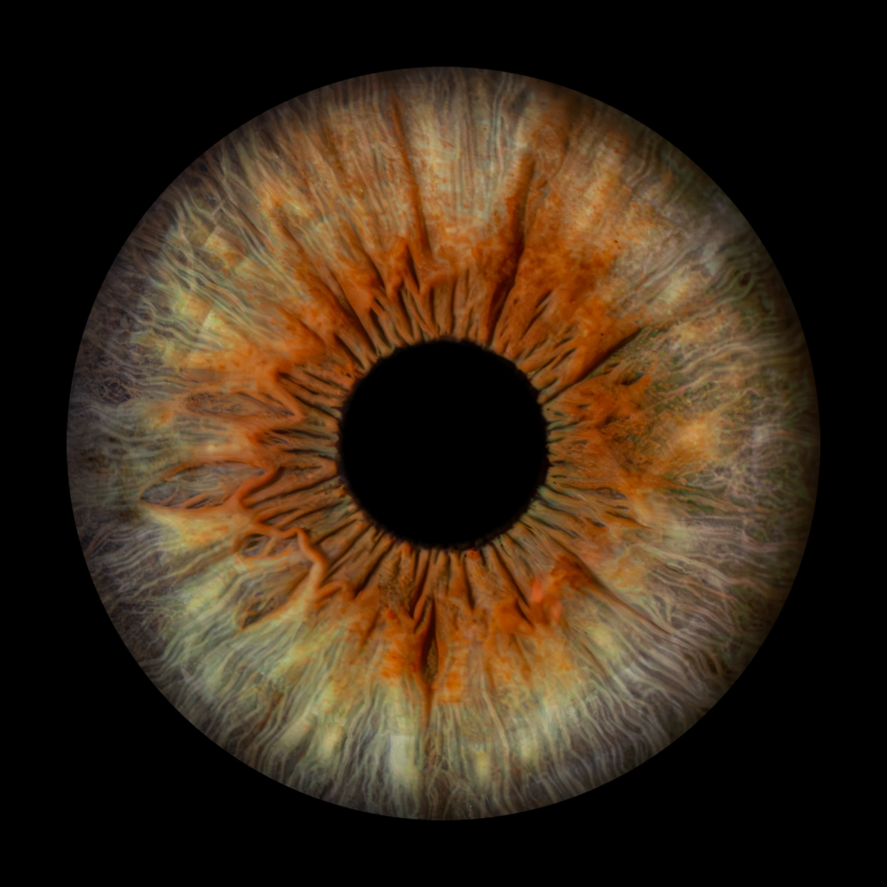Hazel Iris